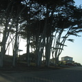 monterey trees