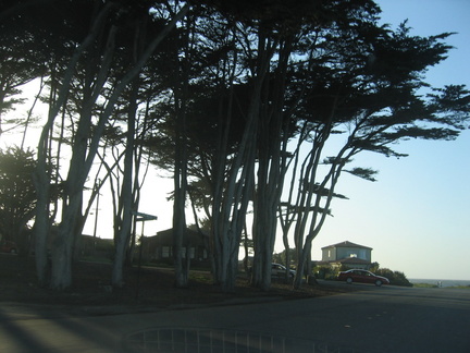 monterey trees