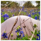 fetus in bluebonnets