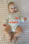 36 week annie