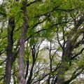 trees_JPG.jpg