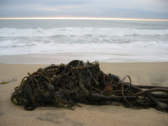 badass sea crap
