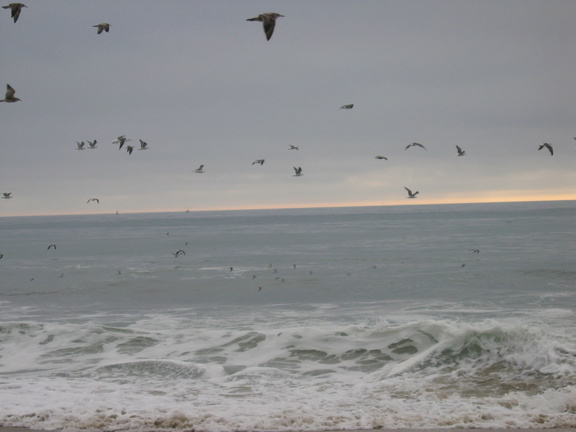 birds