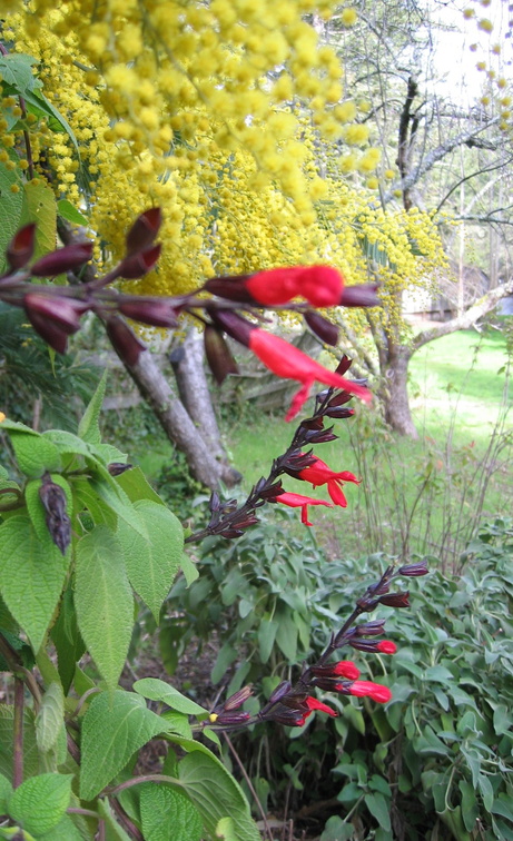 red and yellow flowers