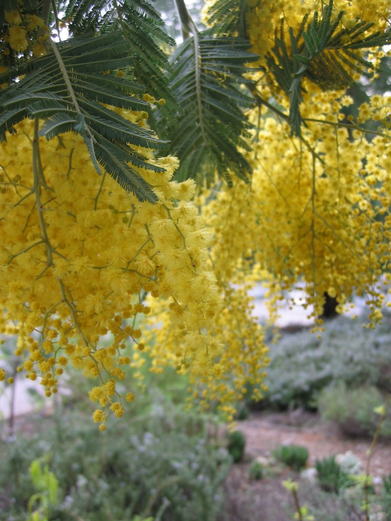 yellow flowers