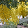 yellow flowers