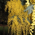 yellow flowers flashed