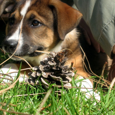 omg puppy!!1!