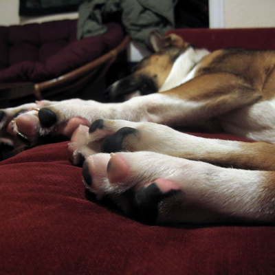Food and puppy: Spring 2008