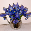 irises JPG