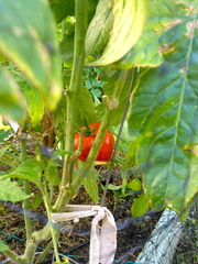 IMG 4849