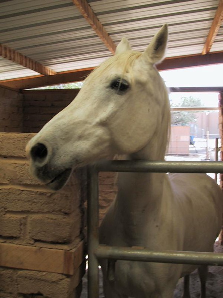 ians horse