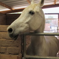 ians horse