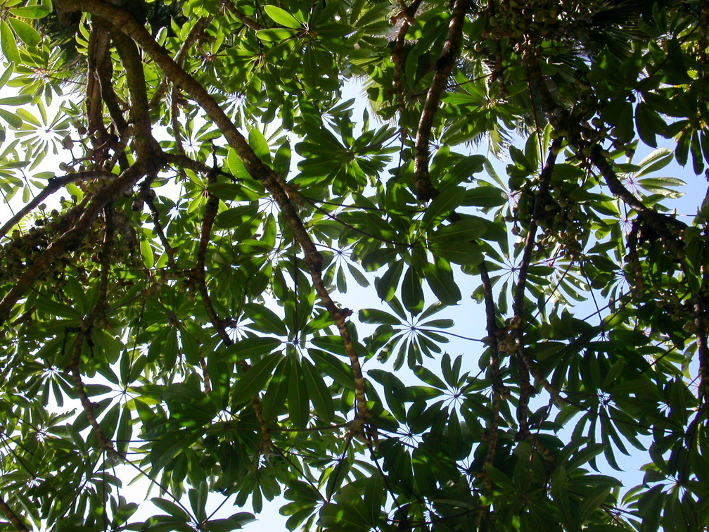 PICT0010 004