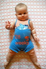 28 week annie