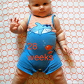 28 week annie