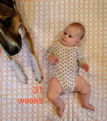 31 week annie