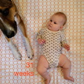 31 week annie