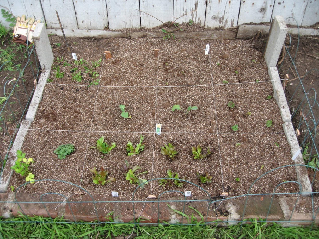the garden, first planted