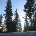 drive by trees