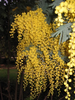 yellow flowers flashed