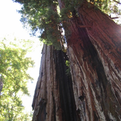 Redwood-ful hike in the Santa Cruz Mountains